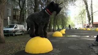 Kerry Blue Terrier: spring mood / Керри блю терьер: весеннее настроение