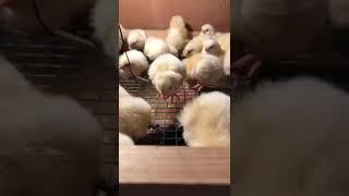 Light Sussex Heritage chicks || Masha Allah 100% hatch result
