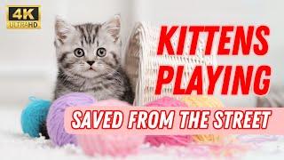 Happy Kittens Playing @1001paws Sanctuary [4K]