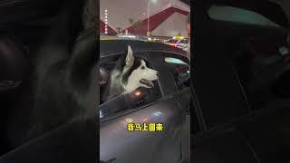 不拆：我可是乖乖小狗必須聽爹話 #哈士奇 #萌寵 #文明養狗 #爹寶狗