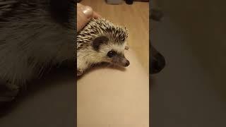 When your hedgehog only wants to tippity tappity.