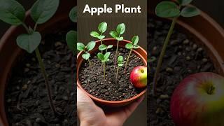 How to grow Apple Plants from seeds at home#appletree