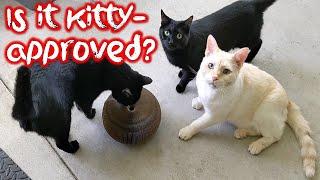 My cats review the viral Organ Slinky Cardboard scratcher toy...