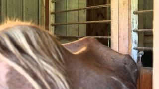 Schmidtty - Heart of Phoenix Equine Rescue