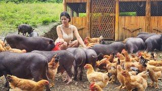 Girl Taking care of livestock, clearing grass around the garden - Girl Building Bushcraft Life