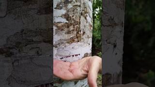 This Tree Can Bleed#shorts #facts #fact #shortvideo #factfusion