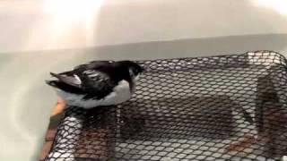 Dovekies treated at Wildlife Rescue Center