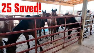 25 Saved From Slaughter - March Almost Live Intake and Assessment!