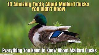  10 Amazing Facts About Mallard Ducks You Didn't Know 