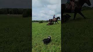 Rocky Mountain Horse and German Shepherds #germanshepherd #horse