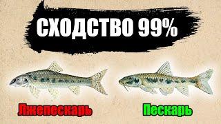 ЛЖЕПЕСКАРЬ: ДРУГ ИЛИ ВРАГ? Разгадываем «ТАЙНЫ» ЭТОЙ необычной РЫБЫ