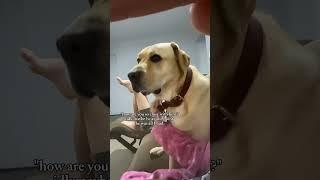 its true #cute #doglover #dog #sammy #puppy