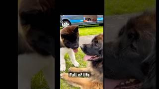 Akita puppy meets Bodhi the Leonberger #puppy #cutedogs #akita  #disney