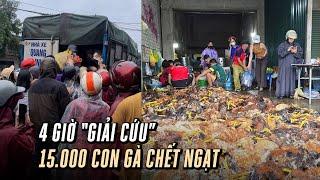 Ấm lòng 4 giờ "giải cứu" 15.000 con gà chết ngạt do mưa lũ ở Nghệ An