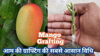 आम की कलम / ग्राफ्टिंग (Grafting) करने का सबसे आसान तरीका | Mango Plant V Grafting Technique