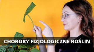 Choroby fizjologiczne doniczkowych ROŚLIN domowych