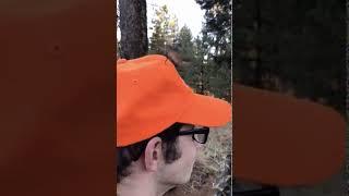 Hummingbird is confused by orange hat