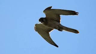 Kestrel directly above... cool close up ,Nikon P900...17-12-2024