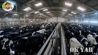 DAIRY COWS farm & milking factories No.1 in Qatar | Farming Documentary