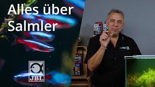 JBL TV #63 Salmler im Aquarium I Steckbrief