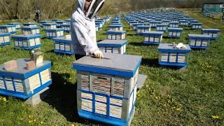Beekeeping.Как помочь  слабой семье, весной.