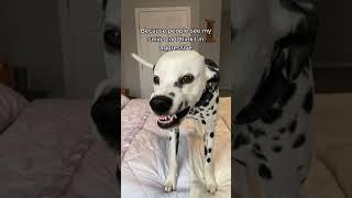 Dog Judged For His Looks