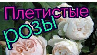 Плетистые розы. ТОП 10 сортов Цветение 2019 г.