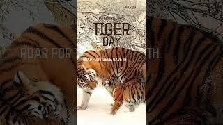 International Tiger Day /#rtnandhusworld #internationaltigerday #july29