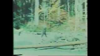 The infamous Patterson Gimlin Bigfoot film from 1967