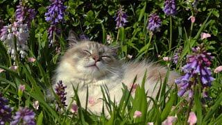 (NO ADS) Cat Music  Relaxing Sleep Sounds for Cats & Humans| Soothing Melodies for Peaceful Slumber