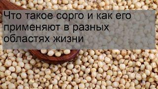 Что такое сорго и как его применяют в разных областях жизни