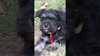 Shayna The Miniature Schnauzer 8 Weeks old!