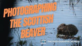 Capturing the untamed beauty of wild Scottish beavers on camera | Wildlife Photography