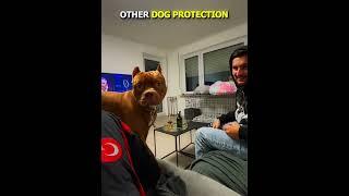 Other Dogs Protection VS This One ️ | #edit #dog #kcz #newyork #usa