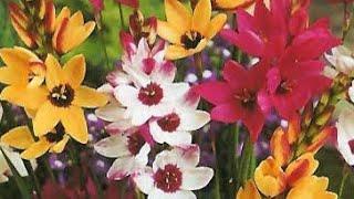 Growing Ixia/Sparaxis.winter flowering plant you can grow from bulbs