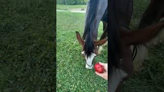 Rescue Horse LOVES APPLES!! #shorts #horselover #equine #homestead #horsemanship #clydesdale