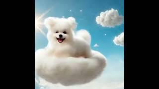 #강아지 #dog #cute #shorts #puppy #sky #cloud #하늘 #구름 #ai #미니비숑 #멍멍이 #댕댕이 #귀여운 #쇼츠 #love