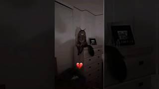 Skinwalker cats edit #edit #trending #shorts #fypシ゚viral