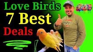 Love birds 7 Best Deals | best Offer 2025 | Love Birds Price in pakistan 2025 | Welcome Birds offer