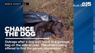 Investigation after injured dog found in garbage bag - WPMI NBC 15