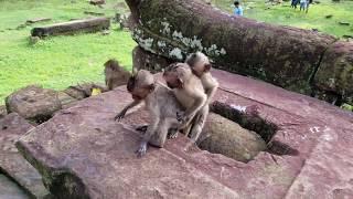 Wild Monkeys go BANANAS! Temple Ruins Angkor Wat: Cambodia