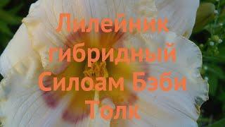 Лилейник гибридный Силоам Бэби Толк  обзор: как сажать, луковицы лилейника Силоам Бэби Толк