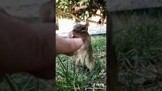 Squishy the chipmunk