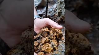 Traditional #goldmining from volcanic sediment rich in placer gold #goldrush #goldpanning #natural