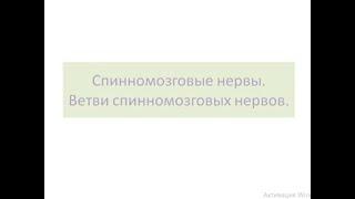 Периферическая нервная система. Спинномозговые нервы. Ветви спинномозговых нервов.