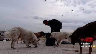 müthiş köpekler sokak hayvanlarını besledim #awesome dogs fed stray animals