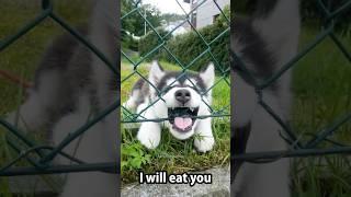 Wait for it Normal dogs vs Huskies#shorts #dog #doglover #dogs #husky #huskydog #huskies