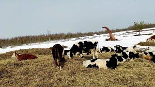 Обзор как поживают наши закупные бычки