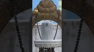 Sivan illam  #devotional #king #sivayanama #namashivaya #devotionalsongs #haraharamahadev #sivan