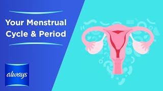 Your Menstrual Cycle & Periods in 3 Minutes